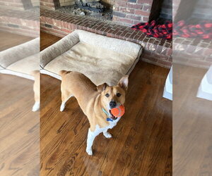 Potato - Male Mutt Dog for Adoption - Photo #4