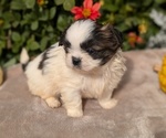 Puppy Remi Shih Tzu