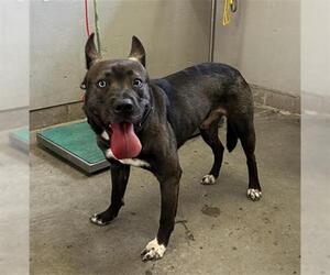 German Shepherd Dog Dogs for adoption in Camarillo, CA, USA