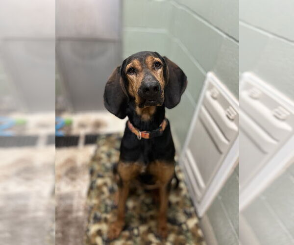Medium Photo #3 Bloodhound-Unknown Mix Puppy For Sale in Webster, WI, USA