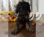 Yorkipoo puppie - Male Yorkipoo Puppy for Sale - Photo #15