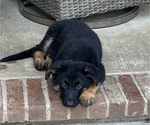 Small Photo #7 German Shepherd Dog Puppy For Sale in POTTSVILLE, AR, USA