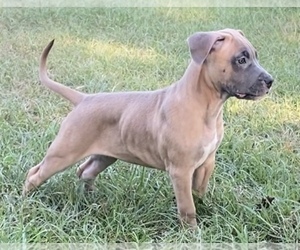 American Pit Bull Terrier Puppy for sale in SOUTHLAKE, TX, USA