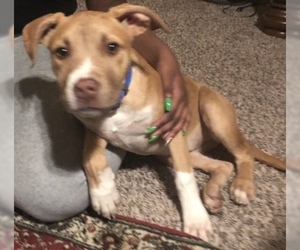 Akita-American Pit Bull Terrier Mix Puppy for sale in HIRAM, GA, USA