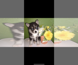 Pomsky Puppy for Sale in FORT WORTH, Texas USA