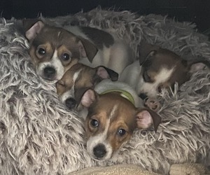 Taco Terrier Puppy for sale in MARYSVILLE, OH, USA