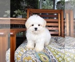 Peanut - Male Mal-Shi Puppy for Sale - Photo #5