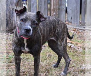 Mika - Female Plott Hound Dog for Adoption - Photo #4