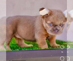 French Bulldog Puppy for sale in CHATTANOOGA, TN, USA
