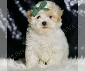 Medium Maltipoo