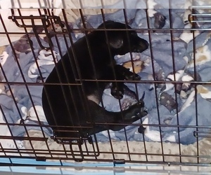 Labrador Retriever Puppy for sale in SILVER SPRING, MD, USA