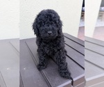 Puppy Black male Poodle (Miniature)