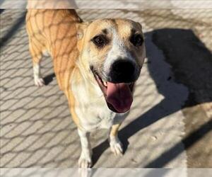 Labrador Retriever-Unknown Mix Dogs for adoption in Tulsa, OK, USA