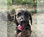 Small Photo #3 Mutt Puppy For Sale in Rockville, MD, USA