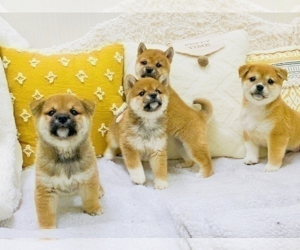 Medium Photo #22 Shiba Inu Puppy For Sale in FREMONT, CA, USA