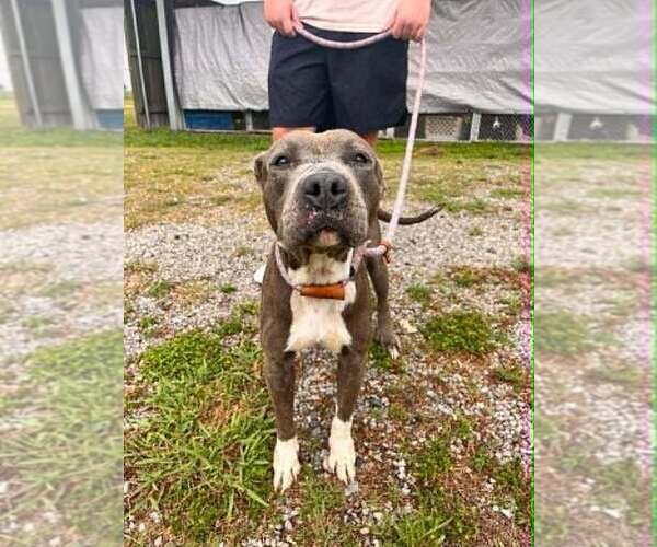 Medium Photo #3 Mutt Puppy For Sale in Abbeville, LA, USA