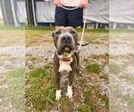 Small #2 Mutt