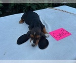 Small #15 Basset Hound
