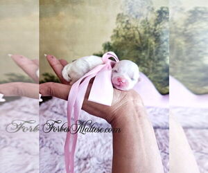 Maltese Puppy for sale in OCALA, FL, USA