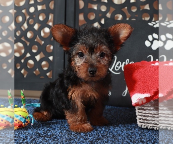 Medium Photo #1 Yorkshire Terrier Puppy For Sale in MOUNT VERNON, OH, USA