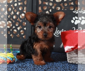 Yorkshire Terrier Puppy for sale in MOUNT VERNON, OH, USA