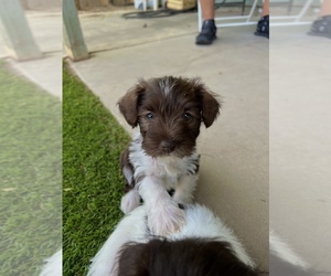 Schnauzer (Miniature) Puppy for Sale in CASA GRANDE, Arizona USA