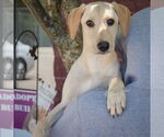 Small #3 Greyhound Mix