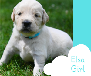 Golden Retriever Puppy for sale in OTTUMWA, IA, USA