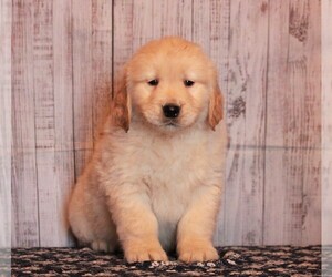 Golden Retriever Puppy for sale in APPLE CREEK, OH, USA