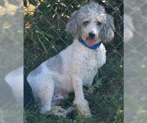 Medium Photo #2 Poodle (Miniature) Puppy For Sale in Newfoundland, PA, USA