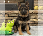 Small Photo #27 German Shepherd Dog Puppy For Sale in LENOIR, NC, USA