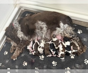 English Springer Spaniel Puppy for sale in SPOTSYLVANIA, VA, USA