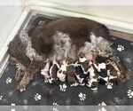Small English Springer Spaniel