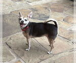 Small #15 Chihuahua Mix