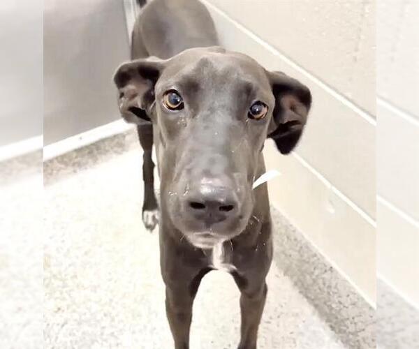 Medium Photo #1 Great Dane Puppy For Sale in Houston, TX, USA