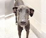 Small Great Dane