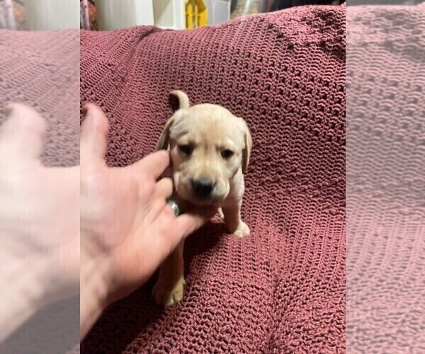 Medium Photo #9 Labrador Retriever Puppy For Sale in HALIFAX, PA, USA