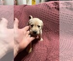 Small Photo #9 Labrador Retriever Puppy For Sale in HALIFAX, PA, USA
