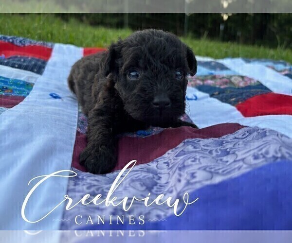 Medium Photo #40 Schnoodle (Miniature) Puppy For Sale in NIANGUA, MO, USA