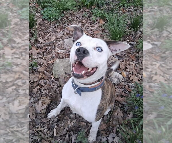 Medium Photo #3 American Pit Bull Terrier-Unknown Mix Puppy For Sale in Germantown, OH, USA