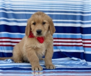 Golden Retriever Puppy for sale in LANCASTER, PA, USA