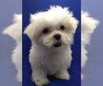 Small Photo #2 Maltese Puppy For Sale in NASHVILLE, NC, USA