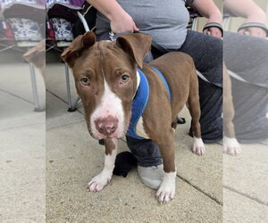 Butter Bean (puppy) - Male Mutt Dog for Adoption - Photo #2