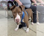 Small Photo #2 Mutt Puppy For Sale in Spotsylvania, VA, USA