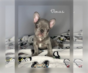 French Bulldog Puppy for sale in UNIVERSITY PLACE, WA, USA