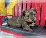 Small #8 Morkie