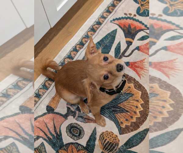 Medium Photo #2 Chihuahua-Unknown Mix Puppy For Sale in Raleigh, NC, USA