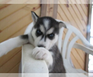 Siberian Husky Puppy for sale in SOUTH HAVEN, MI, USA