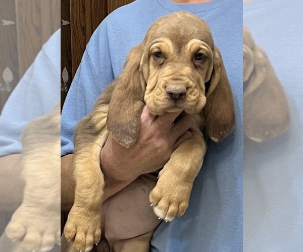 Medium Photo #1 Bloodhound Puppy For Sale in FORT MORGAN, CO, USA