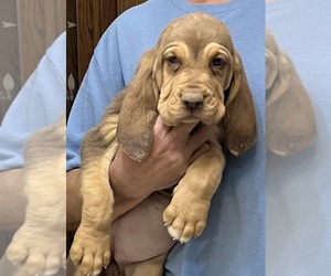 Bloodhound Puppy for sale in FORT MORGAN, CO, USA